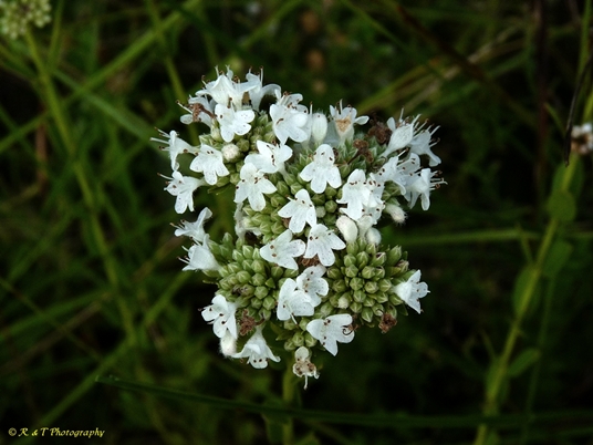 {Pycnanthemum nudum}
